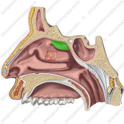 Superior nasal concha (concha nasalis superior)