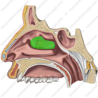 Middle nasal concha (concha nasalis media)