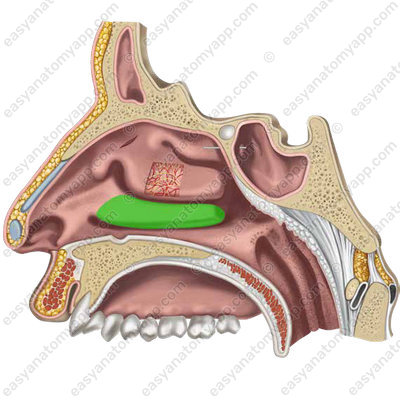 Inferior nasal concha (concha nasalis inferior)