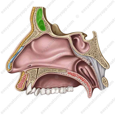 Frontal sinus (sinus frontalis)