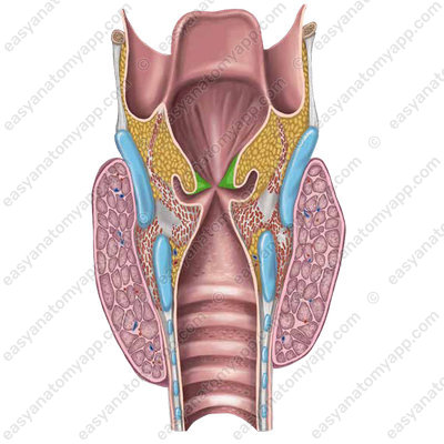 Vestibular folds (plicae vestibulares)