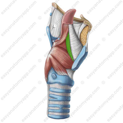 Thyro-epiglottic muscle (m. thyroepiglotticus) 