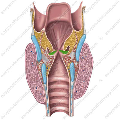 Laryngeal ventricle  (ventriculus laryngis)