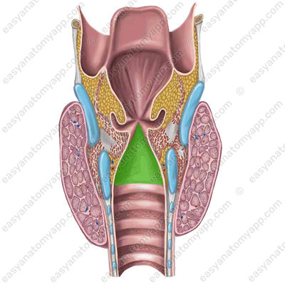 Infraglottic cavity  (сavitas infraglottica)
