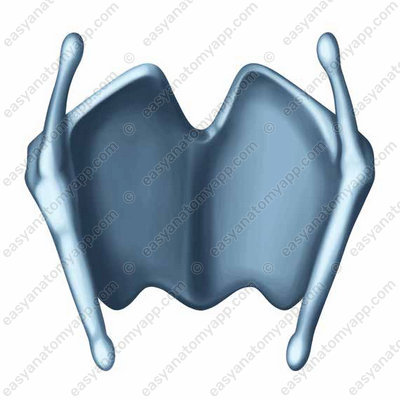 Thyroid cartilage (cartilago thyreoidea) - posterior surface