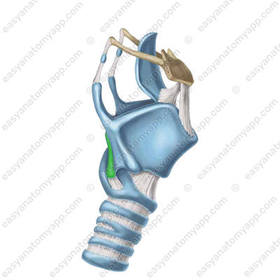 Inferior horn (cornu inferius)