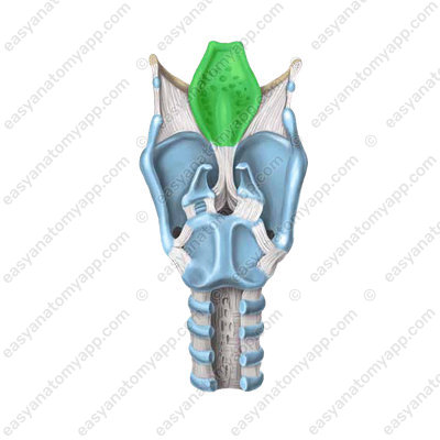 Epiglottis (epiglottis)