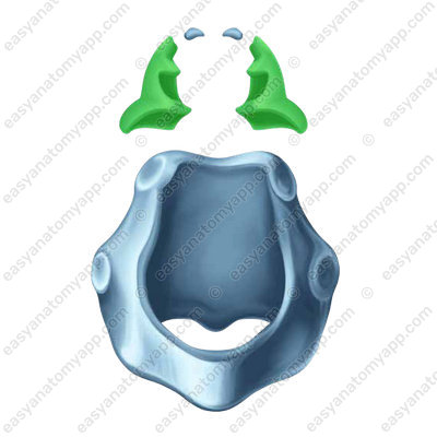 Arytenoid cartilage  (cartilago arytenoidea)