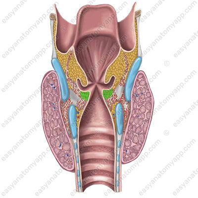 Vocalis muscle (m. vocalis)