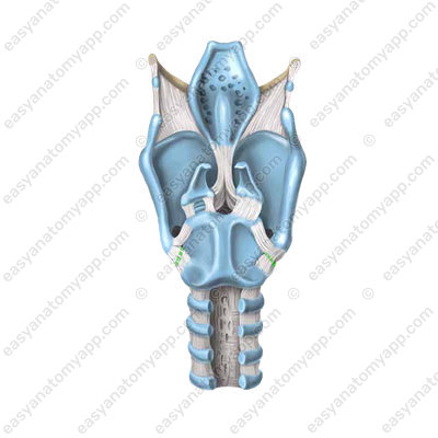 Cricothyroid joint  (articulatio cricothyroidea)