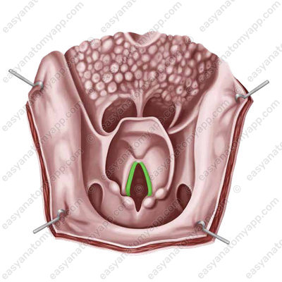 Vocal fold (plica vocalis)