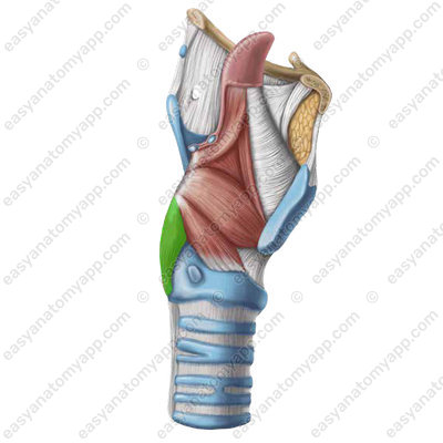 Posterior crico-arytenoid muscle (m. cricoarytenoideus posterior)
