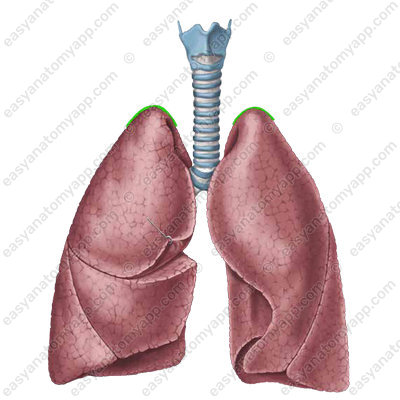 Apex of the lung (apex pulmonis)