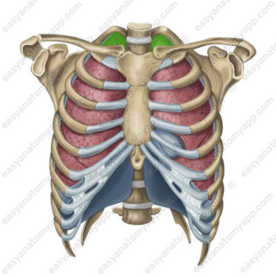 Apex of the lung (apex pulmonis)