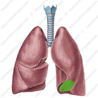 Lingula (lingula pulmonis sinistri)