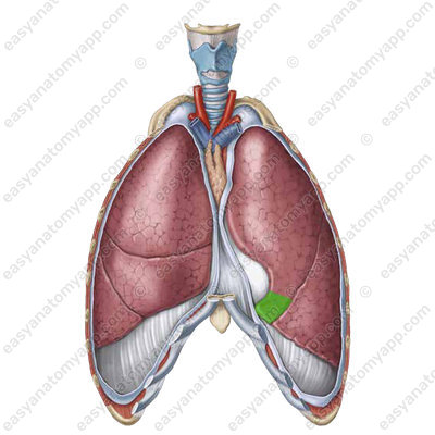 Lingula (lingula pulmonis sinistri)
