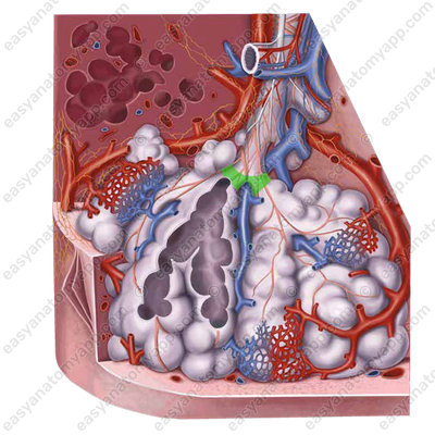 Alveolar ducts (ductuli alveolares)