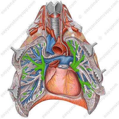 Pulmonary veins (vv. pulmonales)