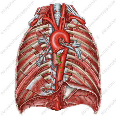 Esophageal arteries (aa. oesophageales)