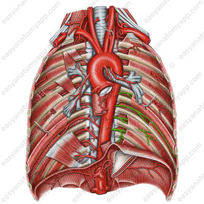 Posterior intercostal arteries (аа. intercostales posteriores) 