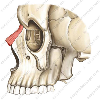 Носовая кость (os nasale)