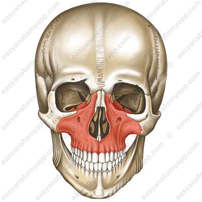 Верхняя челюсть (maxilla)