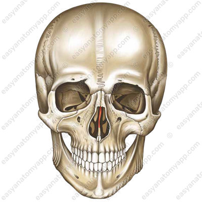 Перпендикулярная пластинка решетчатой кости (lamina perpendicularis ossis ethmoidalis)