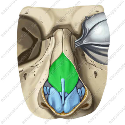 Латеральный хрящ носа (cartilago lateralis nasi)