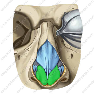 Большой хрящ крыла (cartilago alaris major)