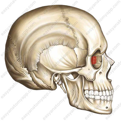 Глазничная пластинка решетчатой кости (lamina orbitalis)