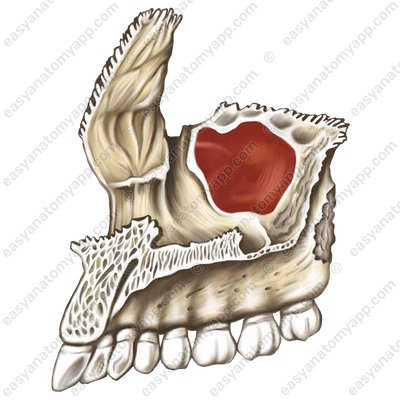 Верхнечелюстная пазуха (sinus maxillaris)