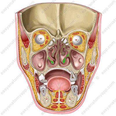 Нижняя носовая раковина (concha nasalis inferior)