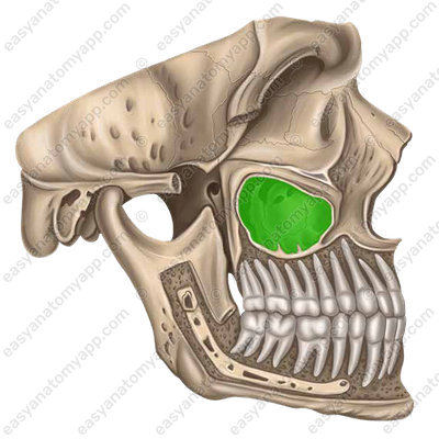 Верхнечелюстная (Гайморова) пазуха  (sinus maxillaris)