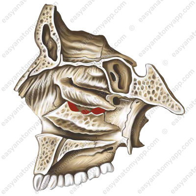 Верхнечелюстная расщелина (hiatus maxillaris)