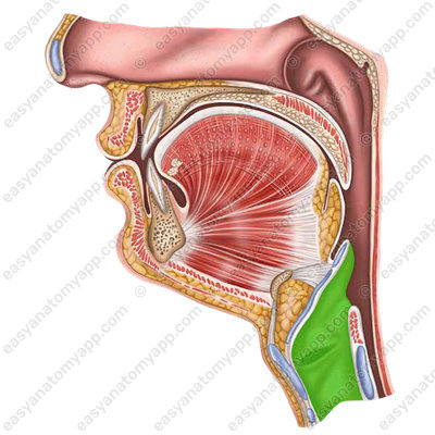 Гортань (larynx)
