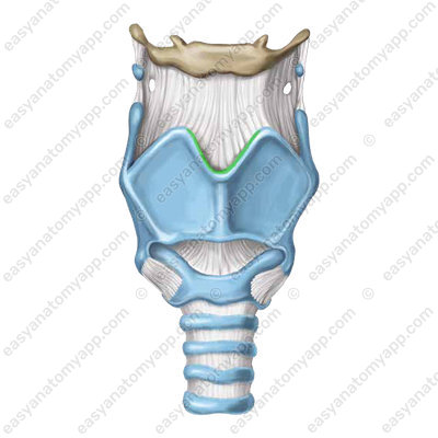 Верхняя щитовидная вырезка (incisura thyroidea superior)