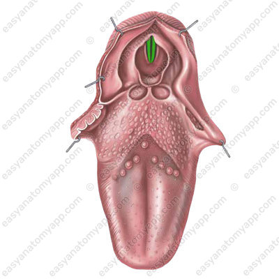 Голосовая складка / связка (plica vocalis)