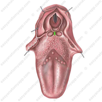 Срединная язычно-надгортанная складка (plica glossoepiglottica mediana)
