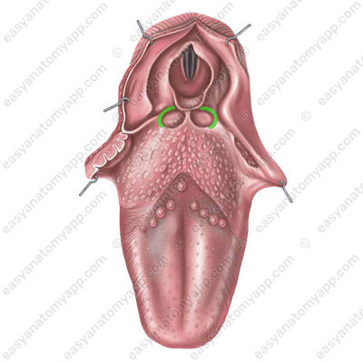 Боковая язычно-надгортанная складка (plica glossoepiglottica lateralis)