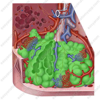 Альвеолы (alveoli)