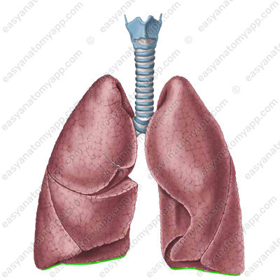 Основание легкого (basis pulmonis)