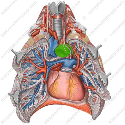Дуга аорты (arcus aortae)