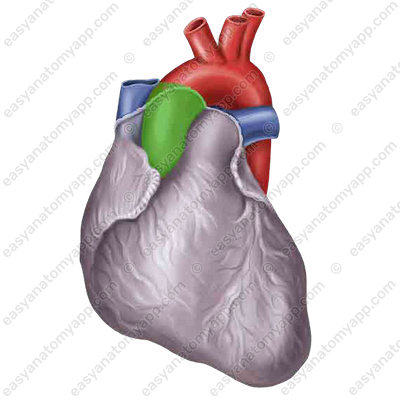 Восходящая аорта (pars ascendens aortae)