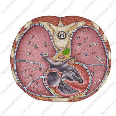 Нисходящая часть аорты (pars descendens aortae)