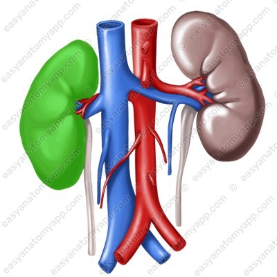 Right kidney (ren dexter)