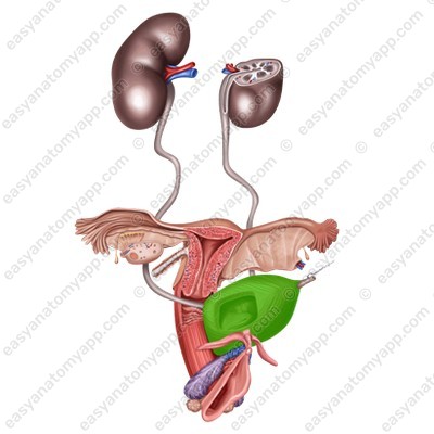 Urinary bladder - female (vesica urinaria)