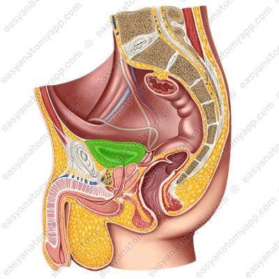 Urinary bladder - male (vesica urinaria)