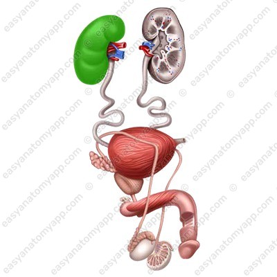 Right kidney  (ren dexter)