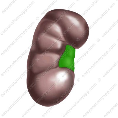 Hilum of the right kidney (hilum renale)
