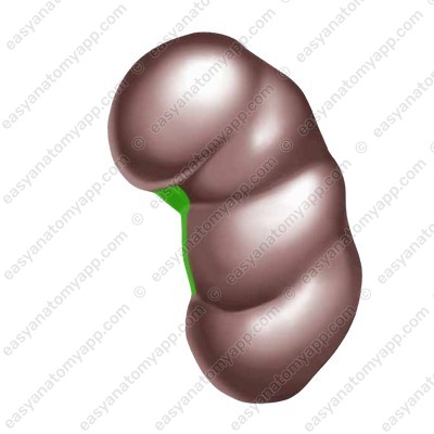 Hilum of the left kidney<br />
 (hilum renale)